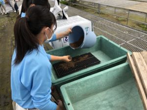 セルトレイに土詰め。培養土に秘密が㊙