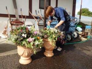 完成した寄せ植えに水をやる学生