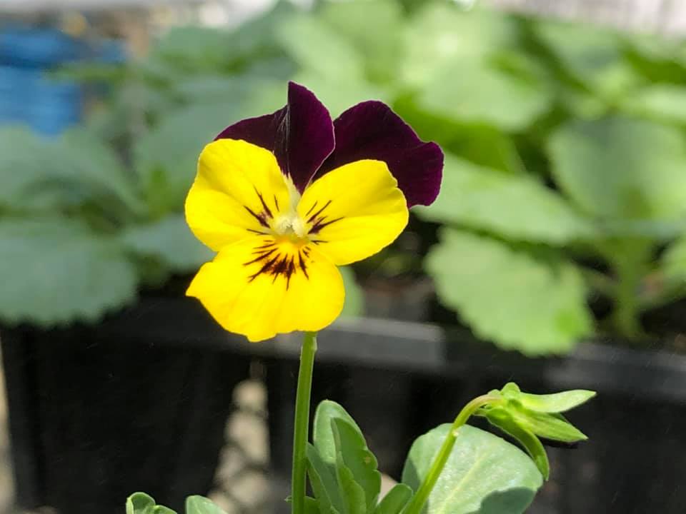 温室では開花した株も。こんなところにも秋の気配を感じます。