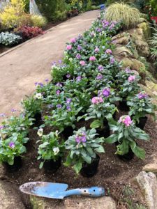 園路沿い花壇へ植栽