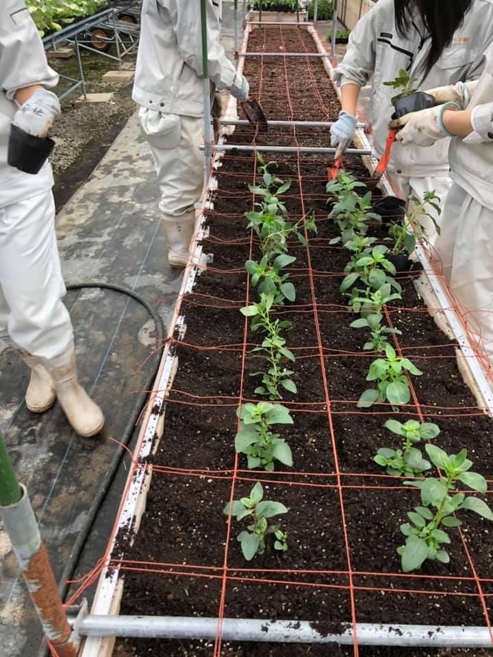 切花キンギョソウの定植