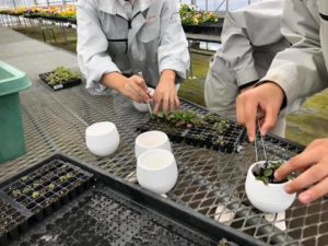 アカデミーと共同研究中のマイクロ寄せ植え制作