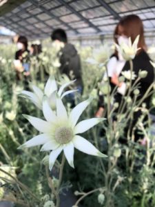 柔らかな感じのする花です