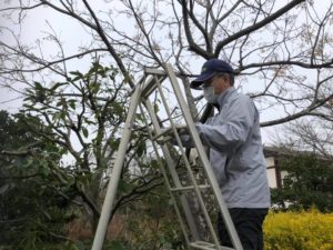 学長も脚立に登って剪定✂