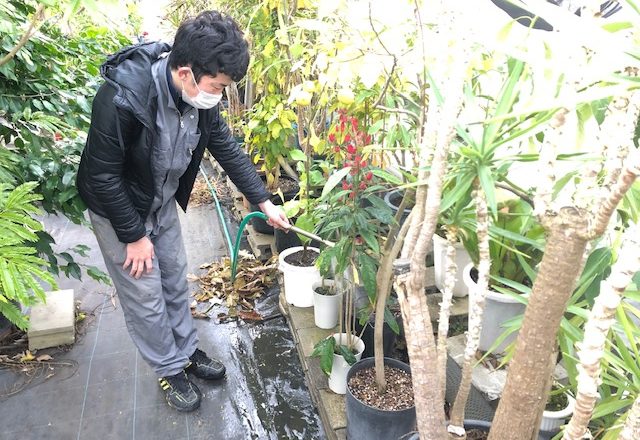 温室内の潅水の様子②