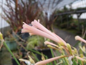 キルタンサス（ヒガンバナ科 キルタンサス属）花のアップ