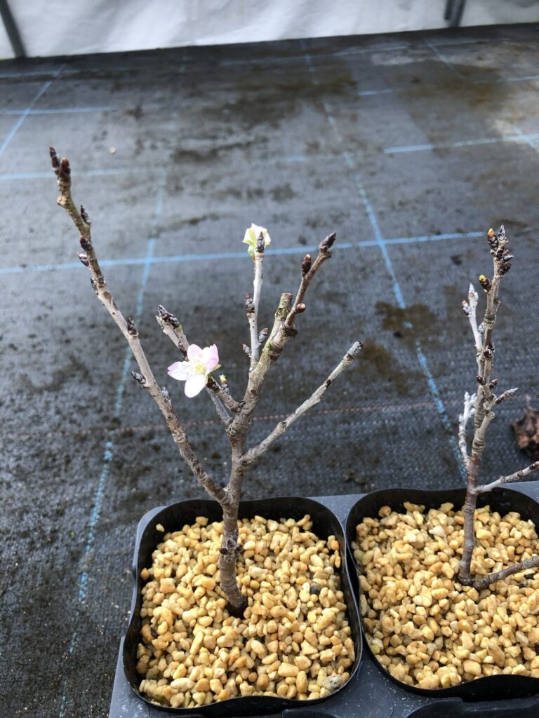 分枝した挿し穂を挿し木したトウカイザクラ