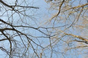 「キノコのベッド」から見える空と雲と落葉樹の枝