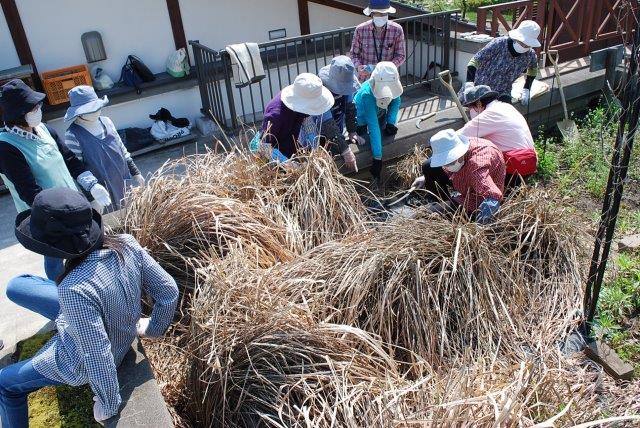 冬越ししたレモングラスの葉を刈る