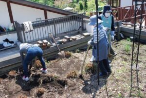 レモングラスの株分け