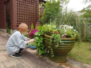 寄せ植えのメンテナンスを行う学生