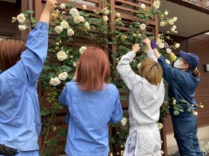 バラの花柄を摘む学生ら