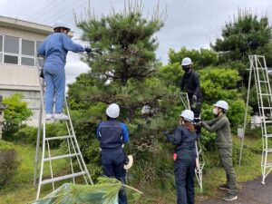 マツのミドリ摘み