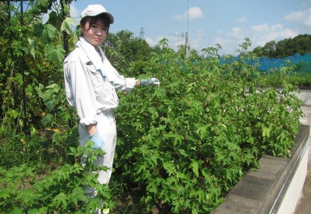 除草開始