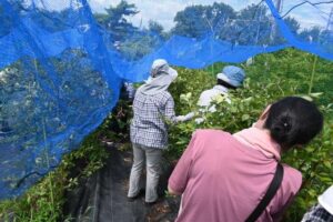 屋上緑化実習園にてブルベリーの収穫体験