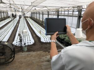 ストック・キクを定植した圃場