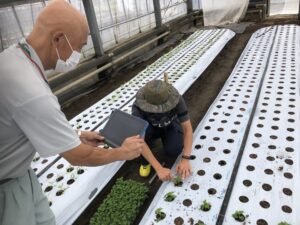 職員の定植作業を中継