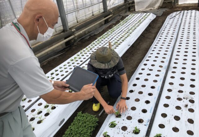 職員の定植作業を中継