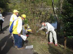 アジサイの剪定時期ではないが説明をしながらアジサイを剪定してみる