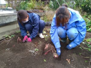 サツマイモを丁寧に掘る学生