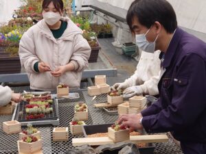 多肉植物を植えこむ様子