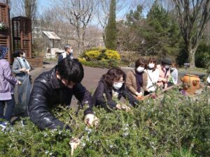 園芸療法実習園のレイズドベッドにてローズマリーの収穫