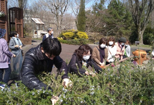 園芸療法実習園のレイズドベッドにてローズマリーの収穫