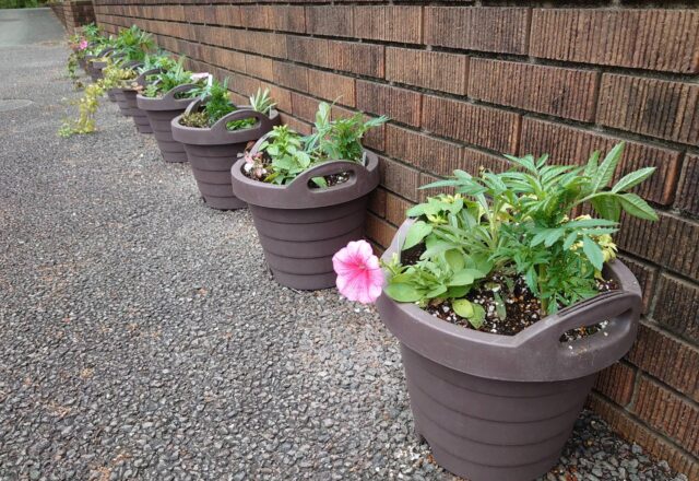 学生が制作した寄せ植え