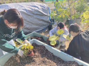 植え替え