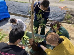 植え替え