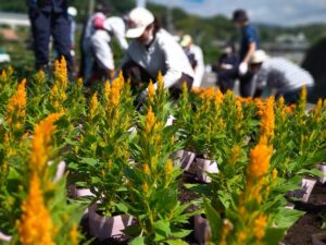 花鉢を置き、間隔を調整