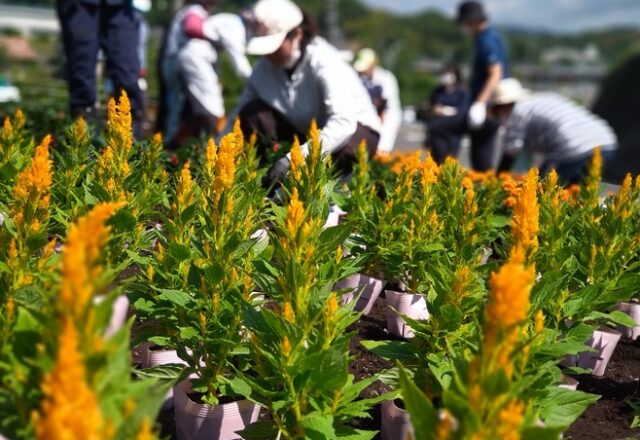 花鉢を置き、間隔を調整
