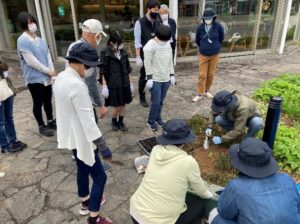 ボリジを植栽してみる