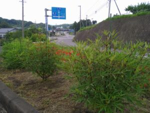 天王花壇（岐阜県美濃加茂市）。ローゼルの生育が良い。花はまだ咲いていない。