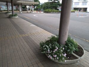 美濃加茂市役所入口の花壇。ヒポエステスの生育が良い。
