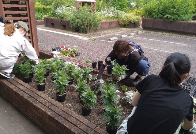 まずは花苗を並べる