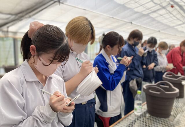 寄せ植え