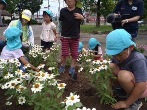 ジニアを植栽する園児