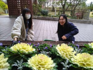 大きくなったハボタン