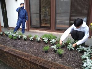混植をする植栽地。カスミソウ(ジプソフィラ)の細かい花が混植に合う