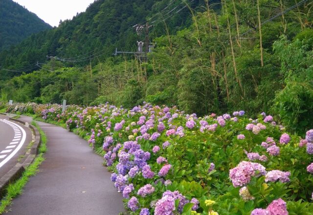 通称「モネの池」駐車場のアジサイ。昨年より良く咲いている。