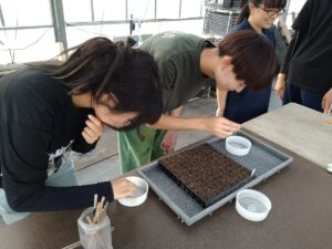 園芸療法ガーデンで使用する植物の播種